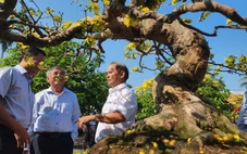 'Ngày Bonsai - Mai vàng Nghĩa Hành 2026' đón nghệ nhân, du khách thưởng lãm dịp đầu năm