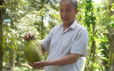 Sầu riêng miền Tây lên 140.000 đồng/kg, nhà vườn phấn khởi đầu năm