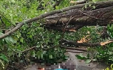 Cây xanh gãy đổ tại vườn hoa Lý Tự Trọng sát hồ Tây đè trúng 2 người dân phải đi cấp cứu