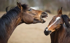 Phát hiện ngựa có thể 'huýt sáo' và 'hát' cùng lúc