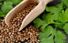 Hôm nay là ngày quốc tế 'ghét rau mùi'