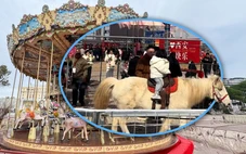 Phẫn nộ trò 'vòng quay ngựa thật' để cầu may ở Trung Quốc