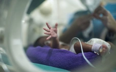Những sinh linh bé nhỏ bắt đầu cuộc đời bằng một cuộc chiến