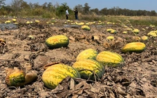 Vụ 500 sào dưa hấu chết giữa ruộng tại Gia Lai: Làm sao nông dân tự bảo vệ mình?