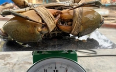 Vì sao miền Tây có nhiều cua biển 'khủng'?