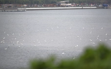 Cò về kín bãi bồi sông Hàn, vẽ nên bức tranh yên bình giữa lòng Đà Nẵng