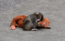 Cái ôm 'gây bão' của chú khỉ Punch khiến thú bông IKEA cháy hàng, giá vọt 16 lần