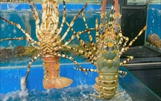 5 yếu tố giúp tôm hùm Việt Nam vượt qua Canada, Mỹ để chiếm lĩnh thị trường Trung Quốc