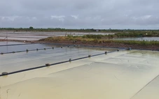Nhiều xã ở Cà Mau có 100% diện tích muối bị thiệt hại do mưa trái mùa