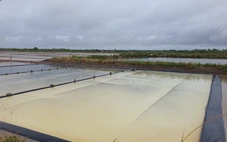 Nhiều xã ở Cà Mau có 100% diện tích muối bị thiệt hại do mưa trái mùa