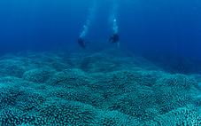 Phát hiện rạn san hô 'khủng' gần 4.000m²
