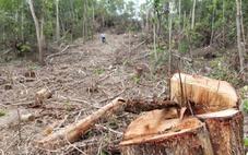 Khởi tố giám đốc công ty lâm nghiệp Ea Kar về tội nhận hối lộ