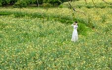 Lạc bước giữa bản Bắc Hoa vàng rực mùa cải cúc