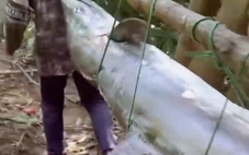 Cá thu khổng lồ cắn câu ở Sơn Trà, ngư dân vật lộn hơn 1 giờ mới đưa được lên bờ