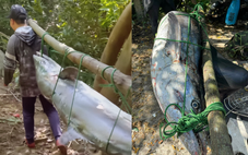 Cá thu khổng lồ cắn câu ở Sơn Trà, ngư dân vật lộn hơn 1 giờ mới đưa được lên bờ