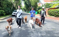 Tết, dắt chó đi chơi kiếm tiền triệu