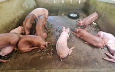 Giá heo tại Đồng Tháp tăng mạnh giáp Tết, nhưng nguồn cung được bảo đảm