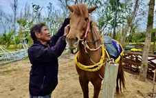 Cách nông dân ‘biến’ ngựa thồ thành ngựa đua