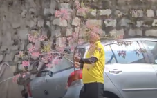 Người đàn ông vào nhà công vụ ở Đà Lạt chặt mai anh đào, chất lên ô tô rời đi