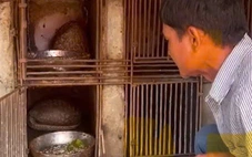 Phát hiện cặp vợ chồng nuôi nhốt 4 con tê tê quý hiếm