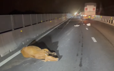 Xe tải làm rơi đàn bò trên cao tốc Vĩnh Hảo - Phan Thiết, nhiều vụ va chạm xảy ra