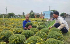 Người dân Vĩnh Long ùn ùn đổ xô đi xin giấy xác nhận nguồn gốc hoa, cây kiểng