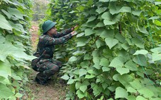 Rau, gà bộ đội tăng gia đắt hàng dịp Tết