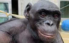 Tinh tinh lùn làm được điều tưởng chỉ con người mới có: phân biệt thật - giả