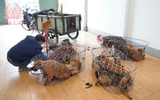 Phá đường dây trộm chó mỗi ngày bắt hơn 20 con tại Gia Lai