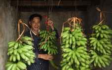 Thăm làng Đại Hoàng trồng 'chuối tiến vua' lừng danh, cây mới trổ hoa đã có người đặt mua