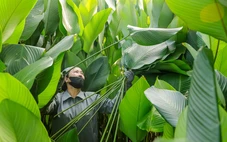 Xứ sở lá dong Tràng Cát vào vụ Tết