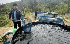 Người trẻ với thương hiệu 'cá nước lạnh' Trà Linh