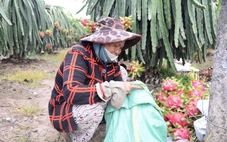 Thanh long nghịch vụ ở Đồng Tháp rớt giá cận Tết, nhà vườn buồn hiu