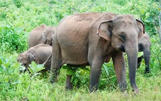 Bí ẩn màu sắc: Vì sao động vật có vú hiếm khi rực rỡ như chim và cá?