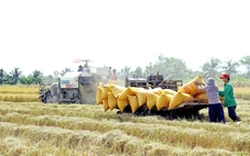 Thủ tướng yêu cầu tăng thu mua lúa, không để nông dân bị ép giá