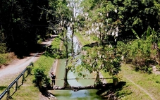 Cầu cây gòn độc lạ ở An Nhơn Tây (TP.HCM), du khách mong đừng ai làm hại cây