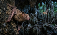 Biến muỗi thành 'kim tiêm bay' để tiêm vắc xin cho dơi