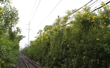 Hoa huỳnh liên nở rực trên nhiều tuyến đường tại TP.HCM