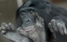 Sốc: Vượn bonobo 'hiền lành' hóa ra rất dữ, chuyên bắt nạt con đực