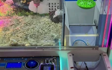 Bỏ chuột hamster sống vào máy gắp thú để câu khách, cửa hàng Trung Quốc bị phản ứng dữ dội