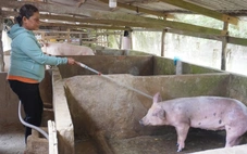 Thức ăn chăn nuôi tăng, giá bán thịt giảm, nhiều hộ dân ngại tái đàn