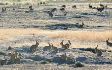Thỏ hoang bùng nổ, Úc đau đầu với 'đội quân' hơn 200 triệu con