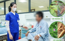 Nhập viện sau khi ăn loại củ giống sâm đất