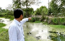 Phát hiện trang trại nuôi heo 4.900 con xả thải trực tiếp ra kênh