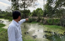 Phát hiện trang trại nuôi heo 4.900 con xả thải trực tiếp ra kênh