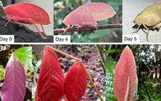 Chiêu ngụy trang tinh vi của muồm muỗm khiến khoa học bất ngờ