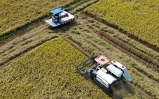 Lúa đông xuân thoát hạn mặn, đạt năng suất cao nhưng giá giảm