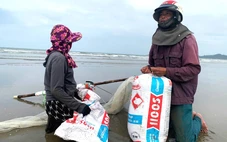 Kiếm tiền triệu mỗi ngày từ nghề cào ốc tép bên bờ biển