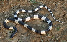 Hành khách đi máy bay hỗ trợ đưa huyết thanh từ TP.HCM ra Huế cứu sống bé gái bị rắn cạp nia cắn