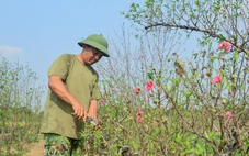 Làng đào Nhật Tân, quất Tứ Liên tất bật vào vụ mới